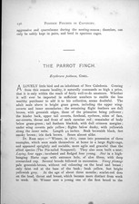 Antique old print for sale  UK