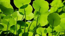 Rooted pennywort live for sale  FELTHAM