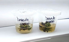 Dionaea muscipula dracula for sale  Lorton