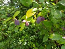 4ft damson plum for sale  UK