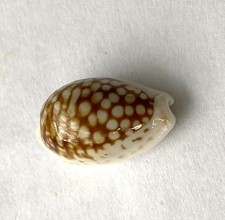 Cypraea cribraria coma d'occasion  Mandelieu-la-Napoule