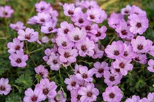 Geranium cinereum ballerina gebraucht kaufen  Goch