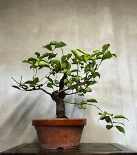 Bonsai prunus mume usato  Milano