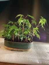 Group year old for sale  Newport