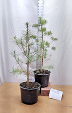 Douglas fir tree for sale  La Grande