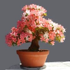 Vendita2207 bonsai giapponese usato Vendita2207 bonsai giapponese usato  Spedire a Italy