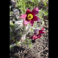 Pulsatilla vulgaris rote gebraucht kaufen  Deutschland