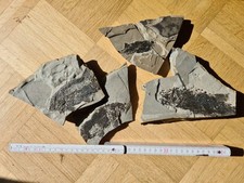 Paramblypterus fisch fossil gebraucht kaufen  Mainz