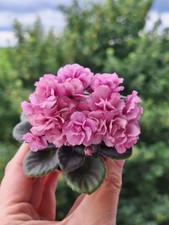 Micro mini usambaraveilchen gebraucht kaufen  Wittstock/Dosse
