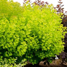 Cotinus smoke bush for sale  SOUTHAMPTON