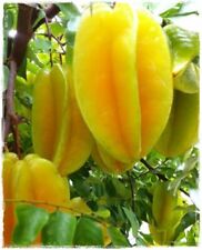 Averrhoa carambola star for sale  Walterboro