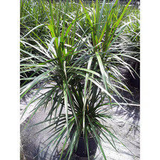 Dracaena marginata cane for sale  Miami