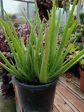 Pianta grassa aloe usato  Roma