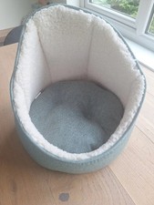 Small cat kitten for sale  BRIGHTON