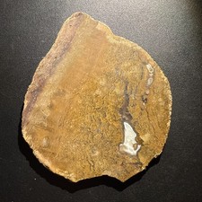 White opalized petrified for sale  Philadelphia