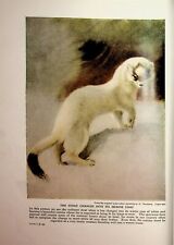 Stoat ermine coat for sale  BOURNEMOUTH
