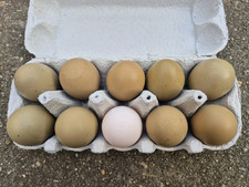 Livleger natoleger moosleger gebraucht kaufen  Herzberg