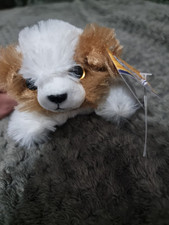 Russ petooties shih for sale  NEWCASTLE UPON TYNE
