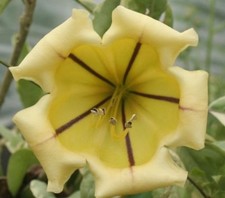 Variegated chalice vine for sale  Wauchula