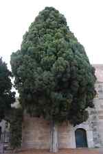 Italian cypress cupressus for sale  Elko