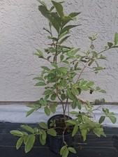 Variegated guava air for sale  Palm Bay