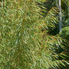 Rooibos tea aspalathus for sale  STOKE-ON-TRENT