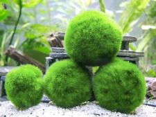 Sizes marimo moss for sale  DRONFIELD