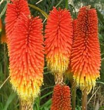 Kniphofia crown seeds for sale  FERRYHILL