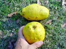 Semi quince cinesi usato  Spedire a Italy