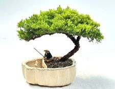 Outdoor juniper bonsai for sale  Patchogue