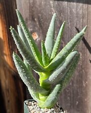 10 aloe 3 succulents for sale  Encinitas