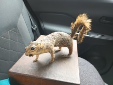 mounted squirrel for sale mounted squirrel for sale South San Francisco