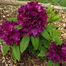 Polarnancht rhododendron well for sale  Mobile