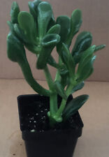 Hobbit crassula jade for sale  Allenwood