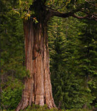 Calocedrus decurrens weihrauch usato  Napoli