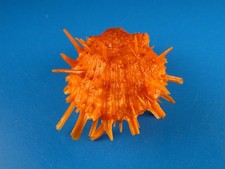 Spondylus candidus great for sale  Kapolei