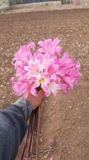 Amaryllis belladonna ibridi usato  Bisceglie