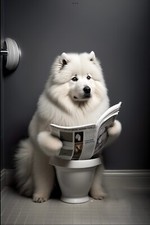 Samoyed toilet metal for sale Samoyed toilet metal for sale  DUNSTABLE