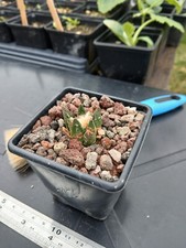 Ariocarpus bravoanus cactus for sale  BRISTOL