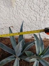 agave gallon for sale agave gallon for sale Twentynine Palms