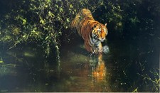 Burning bright tiger for sale  MELTON MOWBRAY