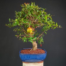 Bonsai shoin melograno usato  San Pancrazio Salentino