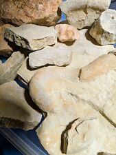 Fossilien konvolut lot gebraucht kaufen  Braunschweig