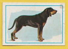 Dogs spanish trade for sale  WREXHAM