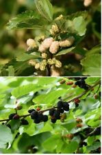 Mix mulberry white for sale  BURTON-ON-TRENT