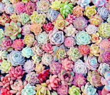 50 sementes MISTURAS de sementes Echeveria suculentas de flores de plantas, usado comprar usado  Enviando para Brazil
