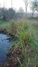 Carex pendula native for sale  UK