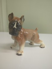Cortendorf boxer puppy for sale  CHARD