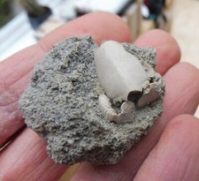 Fossil crab ranilia for sale  BURGESS HILL