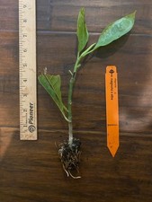 White champaca magnolia for sale  Bossier City